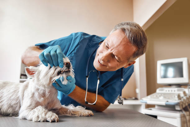Best Weekend Emergency Dental Services in USA